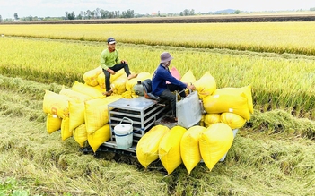 Lý do giá gạo xuất khẩu cao kỷ lục, doanh nghiệp vẫn kêu lỗ