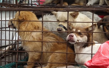 Ninh Thuận: Mật phục, tạm giữ nhóm trộm chó