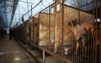 Nông dân Hàn Quốc lo ngại đề xuất cấm thịt chó