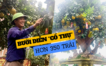 Cây bưởi Diễn “cổ thụ” hơn 350 trái, giá thuê tết trăm triệu vẫn có khách đặt cọc