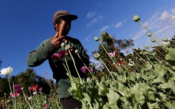 Myanmar vượt Afghanistan trở thành nước sản xuất thuốc phiện lớn nhất thế giới
