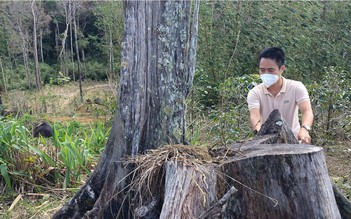 Trong năm 2023, Kon Tum xảy ra 39 vụ phá rừng
