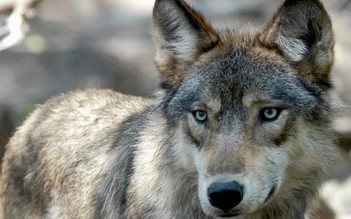 Mỹ thả sói để bảo tồn, chủ nuôi gia súc lo sợ