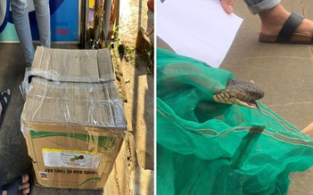 Một phụ nữ ở Đắk Nông vận chuyển rắn hổ mang chúa đi bán