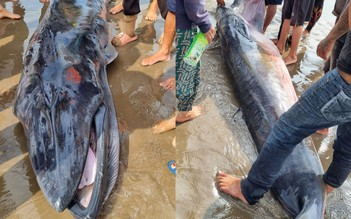 Ngư dân Trà Vinh an táng cá Ông khoảng 300 kg