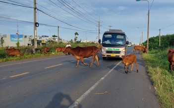 Bò thả rông trên đường, nguy hiểm