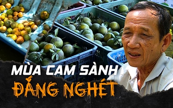 Đắng nghét ở “thủ phủ” cam sành vì giá lao tận đáy còn dưới 1.000 đồng/kg