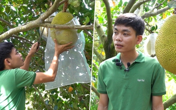 Cử nhân IT về quê trồng mít ruột đỏ thu hơn nửa tỉ mỗi năm