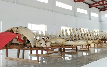 Trưng bày bộ xương cá ông lớn nhất ở miền Tây