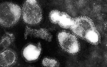 Campuchia phát hiện thêm 12 ca nghi nhiễm H5N1 sau khi một bé gái tử vong