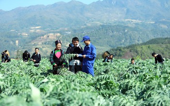 Việt Nam sẽ tham gia thị trường thảo dược toàn cầu