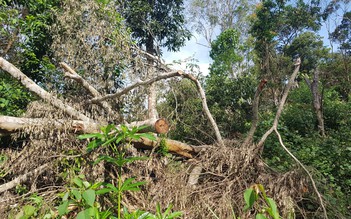 Đắk Nông: Phá rừng trái phép ‘nóng’ ngay những ngày đầu năm