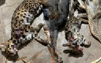 Xác minh chủ tài khoản Facebook liên tục khoe 'chiến tích' săn bắt động vật hoang dã