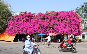 Độc đáo giàn hoa giấy 'khủng' đỏ rực phủ cả căn nhà bên bờ sông Cà Ty