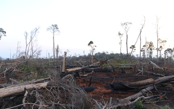 Phá rừng lại 'nóng' ở Đắk Nông
