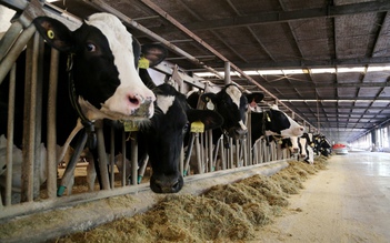 Trang trại bò sữa độc lập lớn nhất Việt Nam tại Tây Ninh mở rộng quy mô