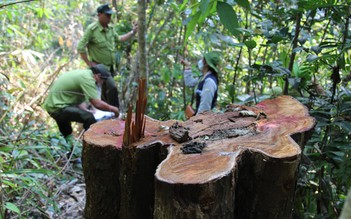 Vụ khai thác rừng trái phép ở Bình Định: Khẩn trương điều tra, báo cáo tỉnh