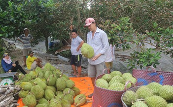 Sầu riêng phát triển 'nóng' có đáng lo?