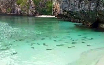 Cá mập hay du lịch? Giới chức Thái Lan phải đau đầu lựa chọn