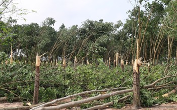 Bình Phước: Mưa lớn kèm lốc xoáy làm gãy đổ hàng ngàn cây cao su