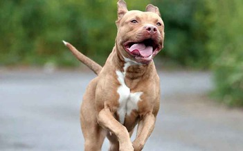 Bé gái bị chó pitbull tấn công, phải khâu cả nghìn mũi