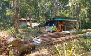 Kon Tum: 161 cây gỗ trắc chết khô, ngã đổ bị ‘giam’ giữa rừng vì vướng luật