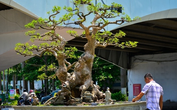 Chiêm ngưỡng hàng trăm cây bonsai ‘độc lạ’ dưới chân cầu sông Hàn