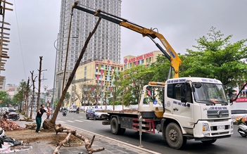 Hà Nội nhổ 'hàng cây tiền tỉ' chết khô trên đường Huỳnh Thúc Kháng kéo dài