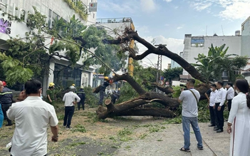 Cây xanh trong trường bật gốc: Báo cáo chính thức của nhà trường