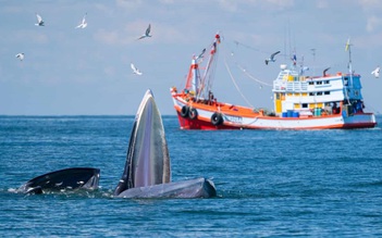 Công nghệ có thể giúp cá voi thoát chết trước mũi tàu?