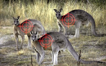 Úc được khuyến cáo nên diệt bớt kangaroo nếu không muốn chúng chết đói