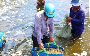 Người Mỹ, EU, Nhật giảm ăn tôm, hộ nuôi Cà Mau bắt đầu 'treo ao' vì lỗ