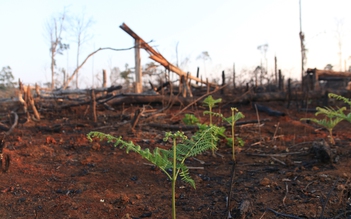 Đắk Nông: Thu hồi hơn 1.700 ha đất dự án trồng rừng phòng hộ kém hiệu quả