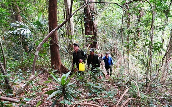 Quảng Nam bỏ chi hỗ trợ quản lý, bảo vệ rừng sau khi bị 'tuýt còi'