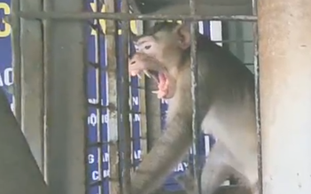 Người dân TP.HCM bàn giao 3 cá thể khỉ quý hiếm cho kiểm lâm