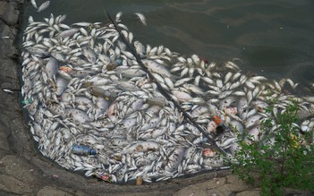 Hà Tĩnh: Cá chết nổi trắng hồ điều hòa Bồng Sơn