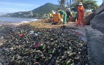 TP.Vũng Tàu: Hàng chục tấn rác thải dạt vào Bãi Trước, Bãi Dâu