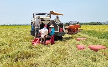 Chuyện về những triệu phú chân đất