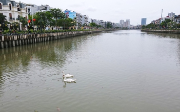 Hải Phòng: Đàn thiên nga 200 con trên sông Tam Bạc chỉ còn lại 5 con