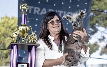 Scooter, chú chó đoạt giải nhờ… xấu nhất thế giới