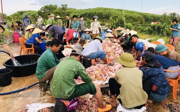 Trang trại chết hơn 10.000 con gà vì sốc nhiệt, người dân trắng đêm 'giải cứu'