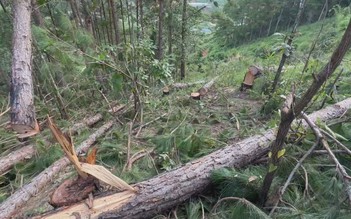Xót xa nhìn rừng thông bị phá ở Lâm Đồng