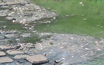 Đà Nẵng: Cá chết trên sông Phú Lộc và kênh Khe Cạn