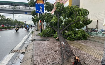 TP.HCM: Cây xanh ngã đổ trên đại lộ Phạm Văn Đồng