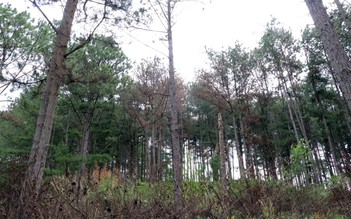 Lâm Đồng: Để gần 70 cây thông bị ken gốc, nhiều cán bộ bị kiểm điểm
