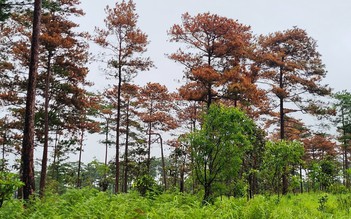 Lâm Đồng: Khoan lỗ, đổ thuốc độc triệt hạ rừng thông ở H.Bảo Lâm