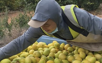 Người trẻ xuất ngoại làm... nông dân