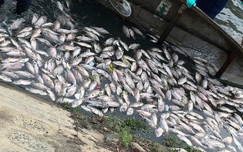 Đà Nẵng: Sau mưa, cá chết tiếp tục nổi dày trên mặt kênh, hồ