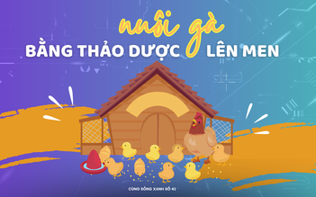 Cùng sống xanh số 41: Thấy vui với việc bỏ phố về rừng nuôi gà bằng thảo dược lên men