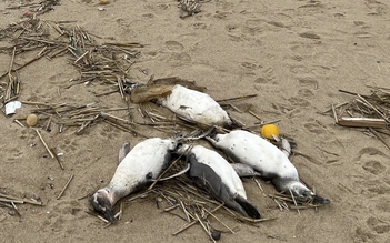 2.000 con chim cánh cụt chết bí ẩn